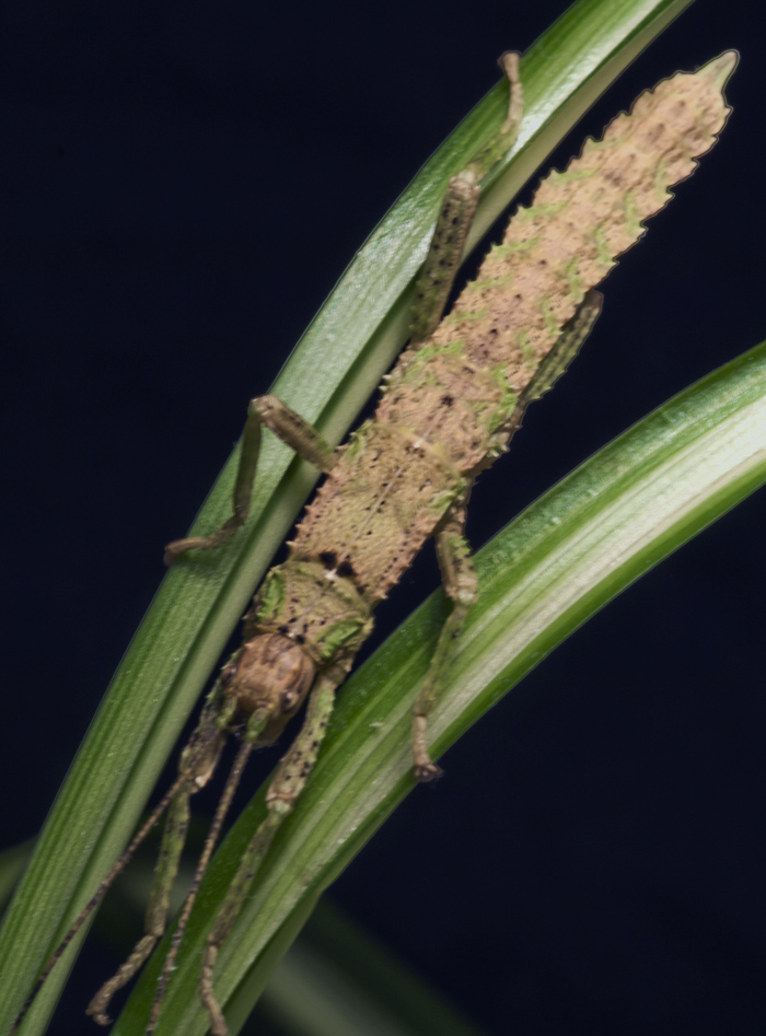 Eurycantha Calcarata.jpg